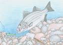 1st Place, Will Lanford, Age 11, Campobello Gramling School, Teacher: Anna Hodge